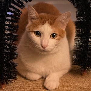 Bean